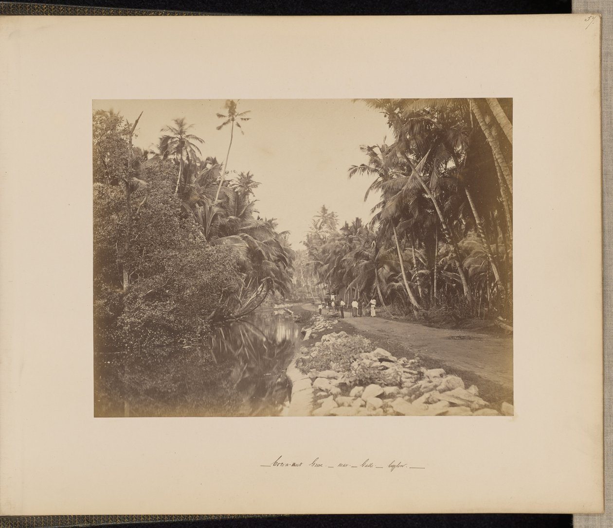 Kakao-nøddelund nær Galle, Ceylon af Unknown artist