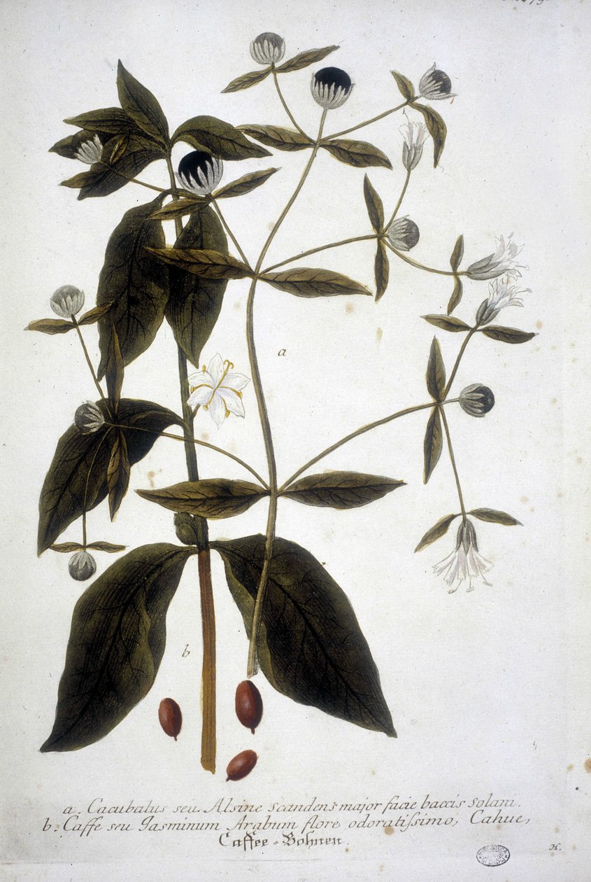 Kaffefrøplante i et herbarium fra det 19. århundrede. af Unknown artist