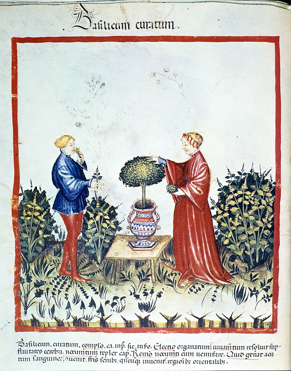 Saml basilikum. Belysning fra handelen med medicin og diætetik "" Tacuinum sanitatis"" efter handelen med medicin "" Kitabtaqwim as-sihha"" ("Kitabtaqwim as sihha") af Ibn Butlan af Unknown artist