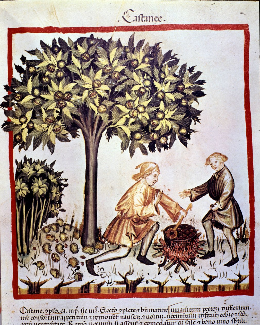 Indsamling og tilberedning af kastanjer om efteråret. Belysning fra malkning af medicin og diætetik "" Tacuinum sanitatis"" af Unknown artist