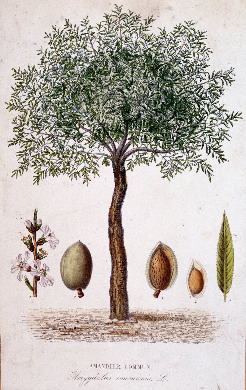 Fælles mandeltræ - botanisk bord af Unknown artist