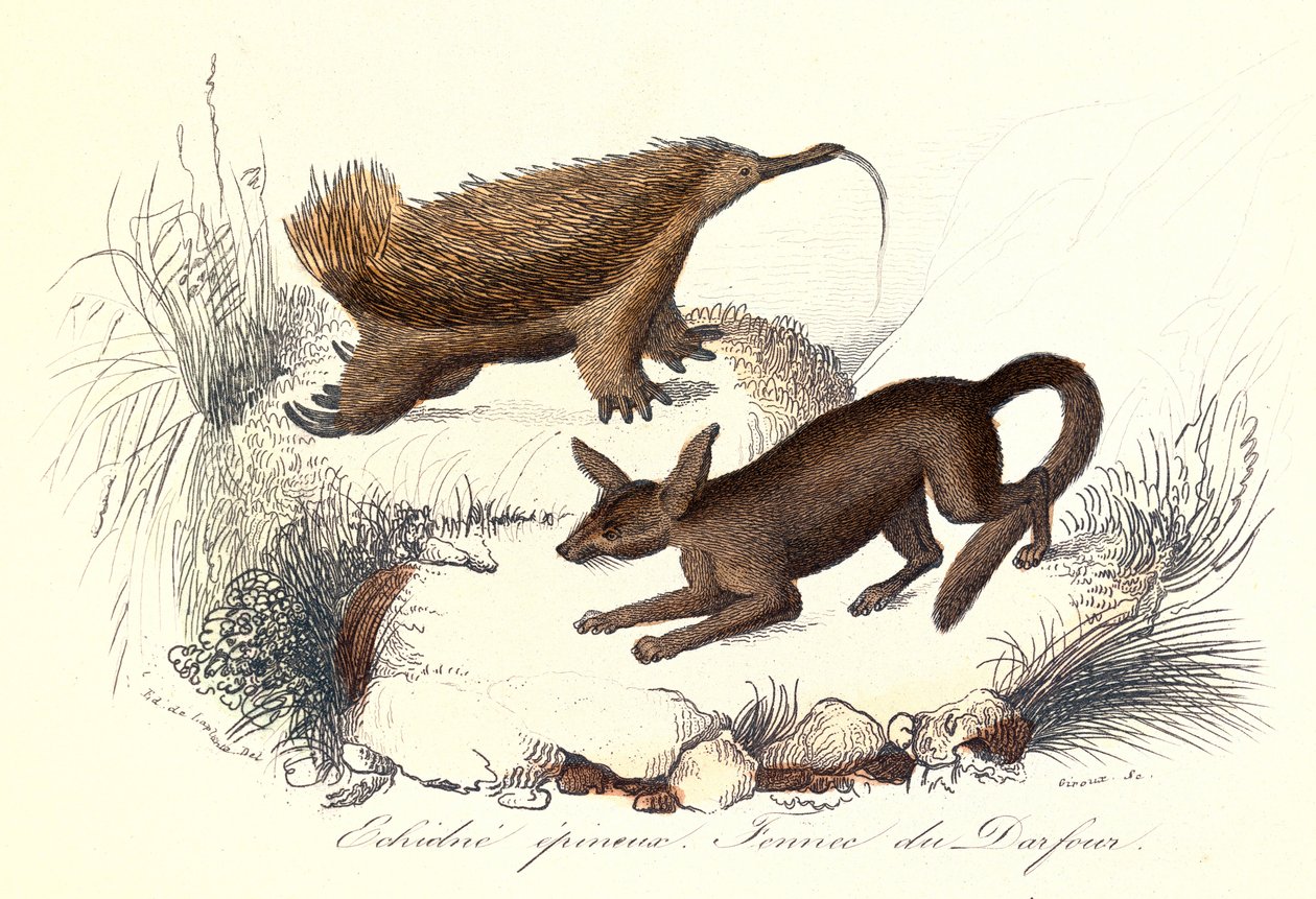 "Complete Works of Buffon: Domestic animals: The spiny echidna and the fennec of derfour (gravering) af Unknown artist