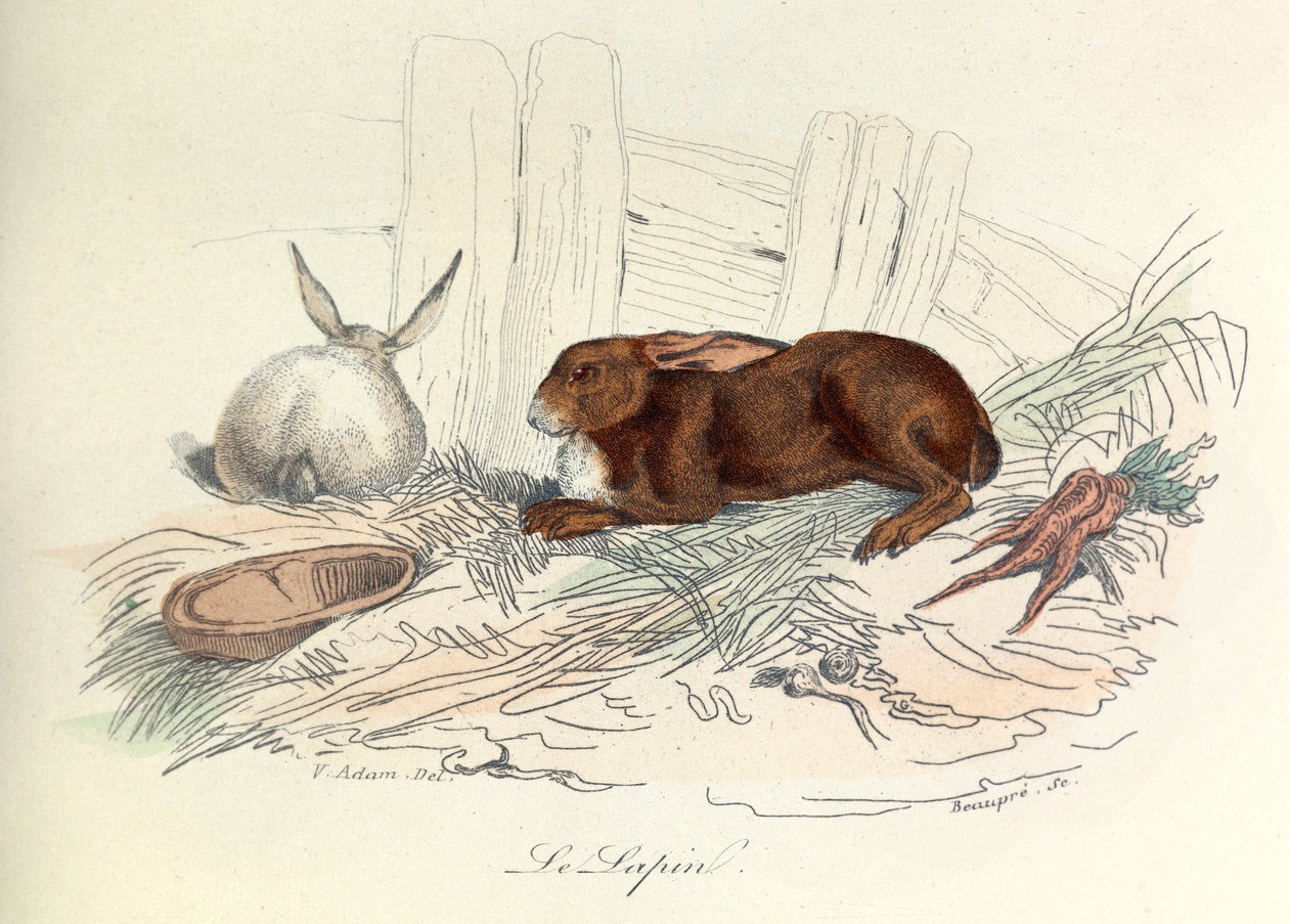 "Completes de Buffon" med Linneenes nomenklatur og Cuviers klassifikation: Dyrene: Le rabbit (gravering) af Unknown artist
