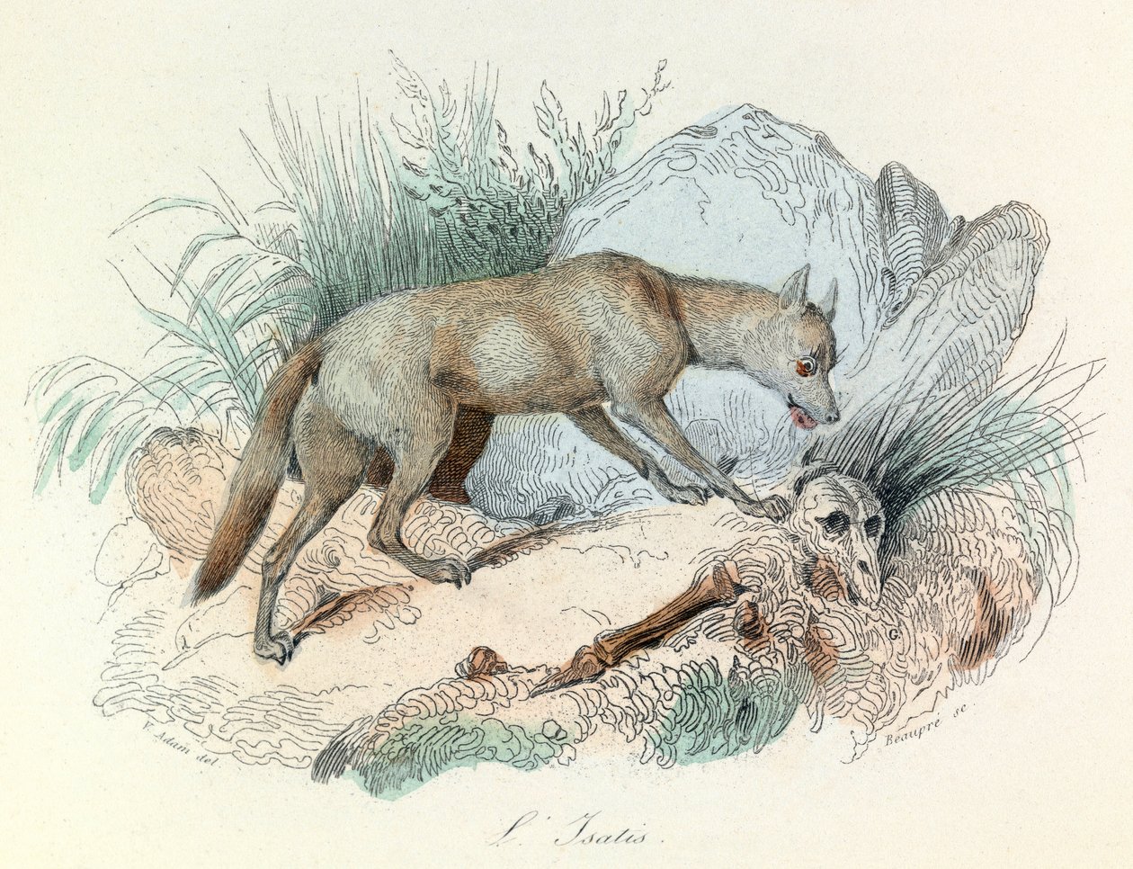 "Completes de Buffon" med Linneenes nomenklatur og Cuviers klassifikation: Dyrene: Le fox arctic (gravering) af Unknown artist