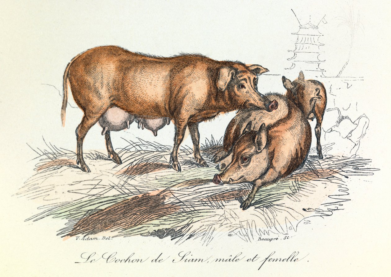 "Completes de Buffon" med Linneenes nomenklatur og Cuviers klassifikation: Les animaux: Le pig de Siam (gravering) af Unknown artist