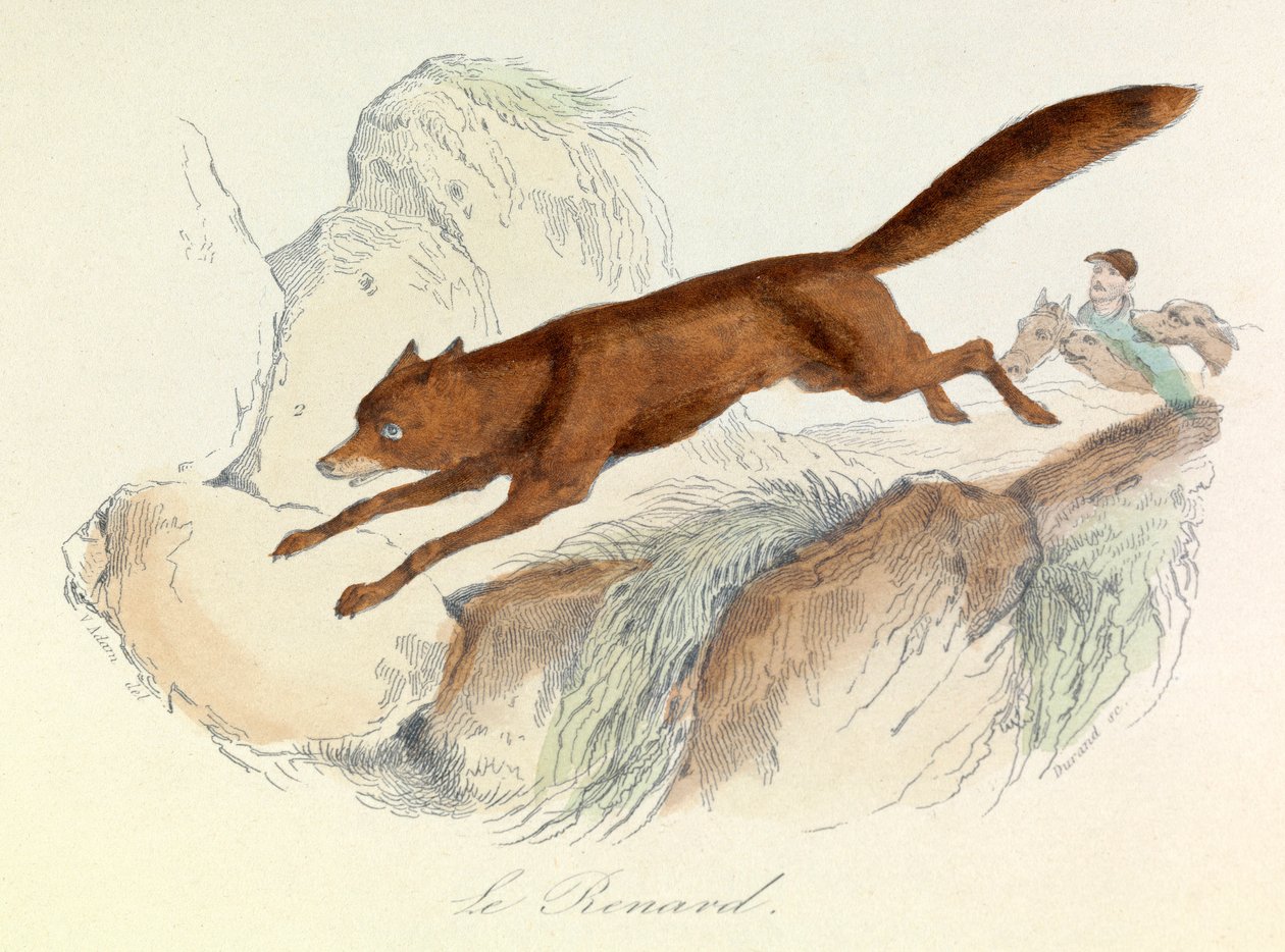 "Completes de Buffon" med Linneenes nomenklatur og Cuviers klassifikation: Dyrene: Le fox (gravering) af Unknown artist