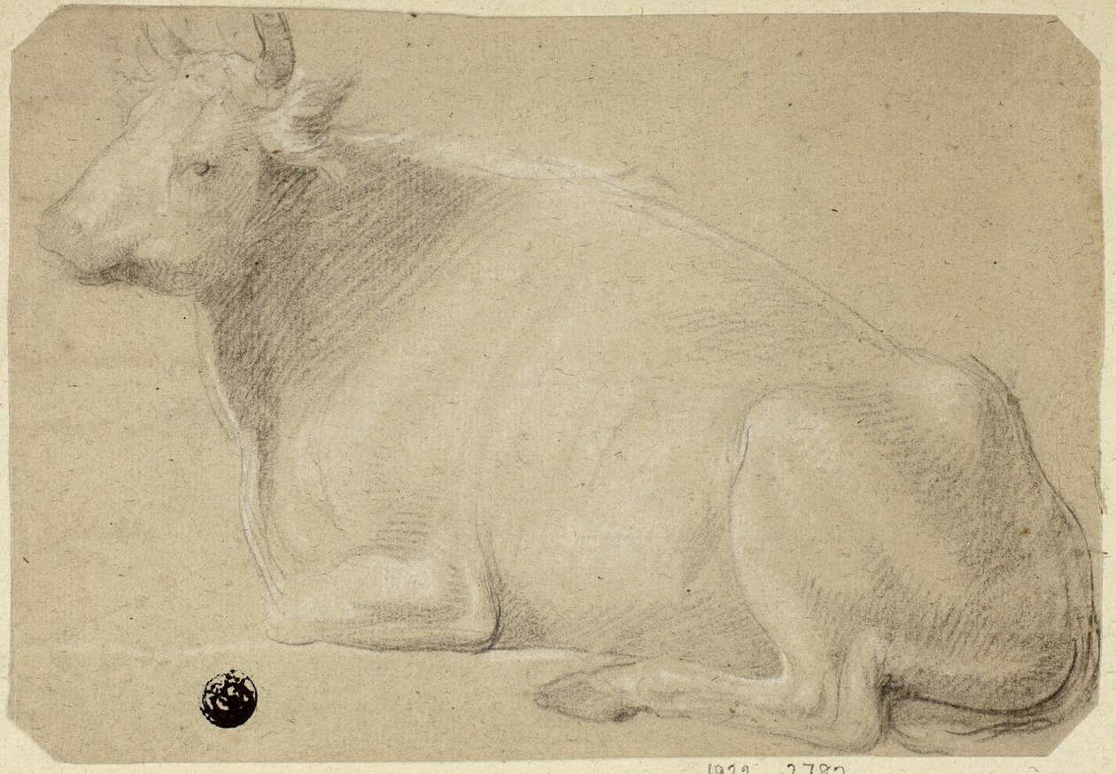 Ko, der ligger på bagdelen af Unknown artist