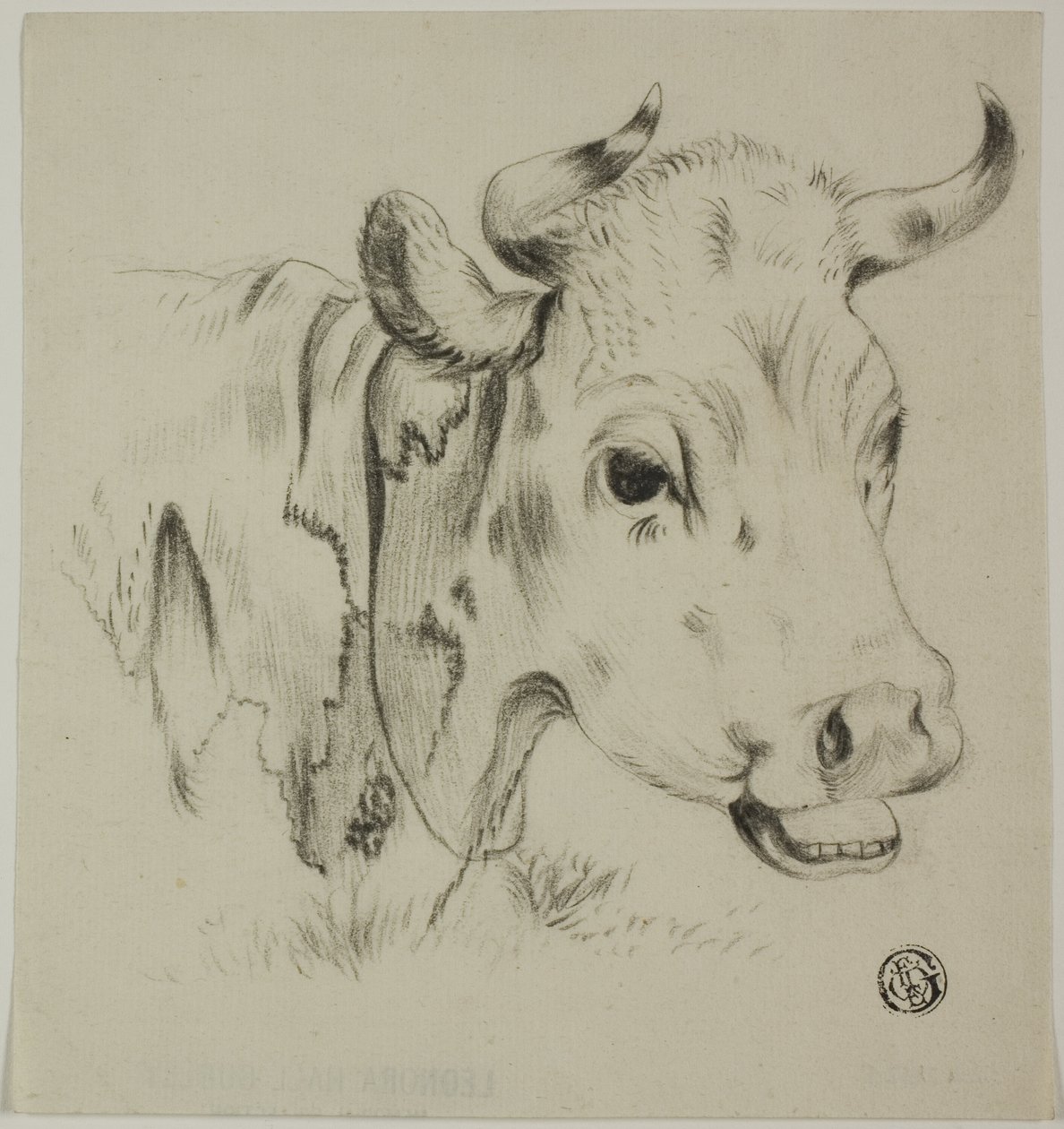 Koens hoved af Unknown artist