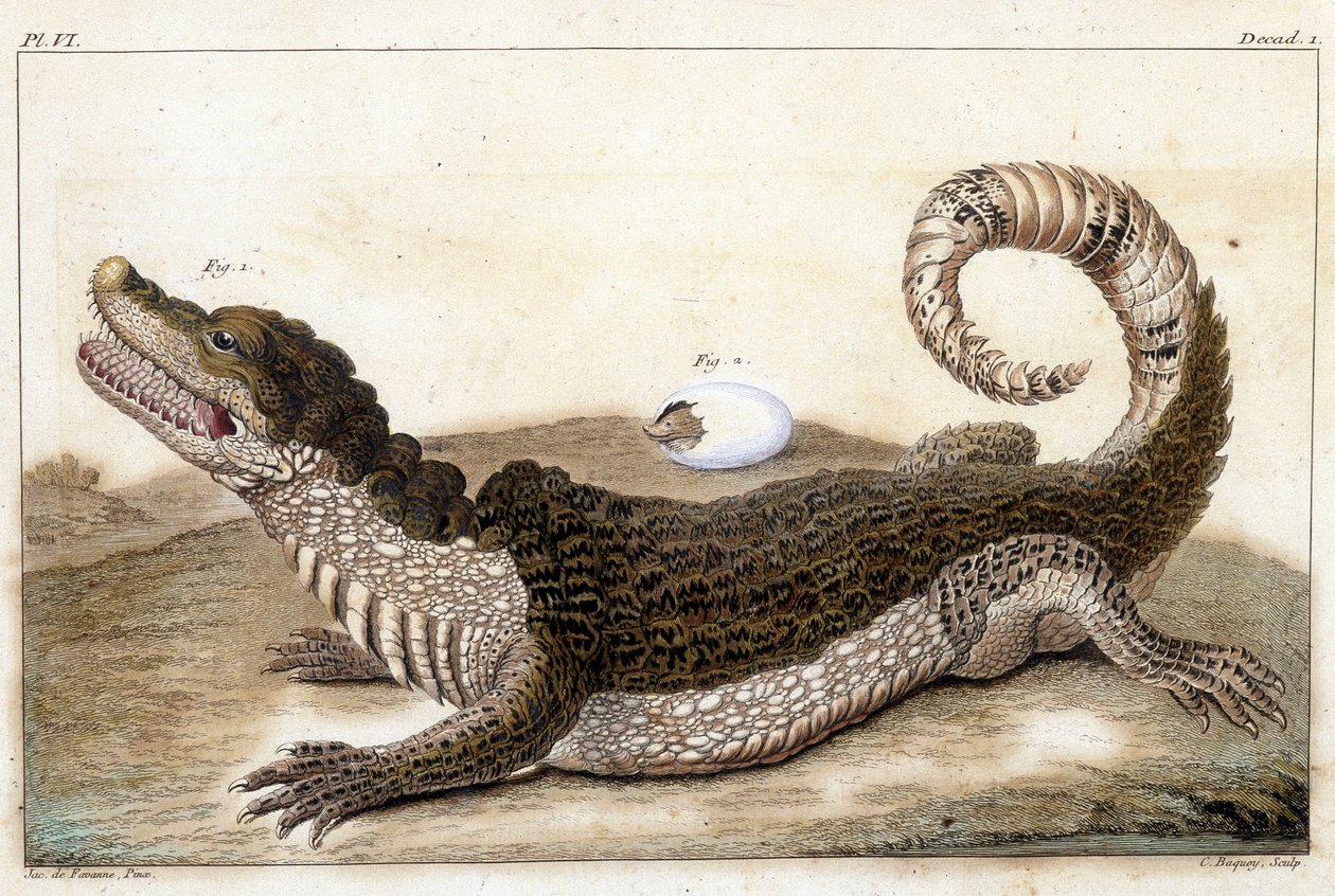 Crocodile of Surinam (Cayman) - i "" Hvad er mere interessant og nysgerrig blandt dyr og mineraler til at tjene som intelligens til den generelle historie om de tre naturherredømmer"" af Buchoz, sent 18. S.¿ af Unknown artist