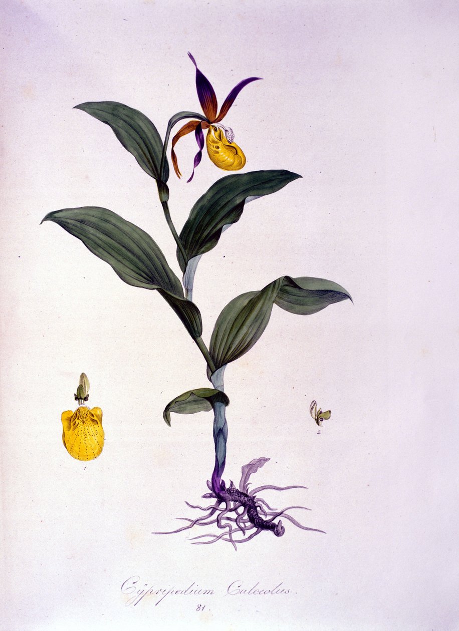 Cypripedium calceolus: type orkidé. af Unknown artist