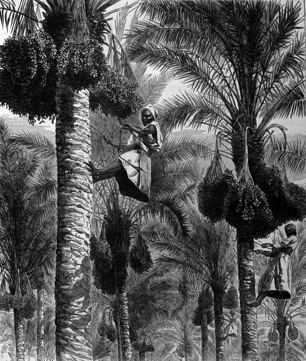 Datoplukning i Ceylon (nuværende Sri Lanka) gravering fra det 19. århundrede af Unknown artist