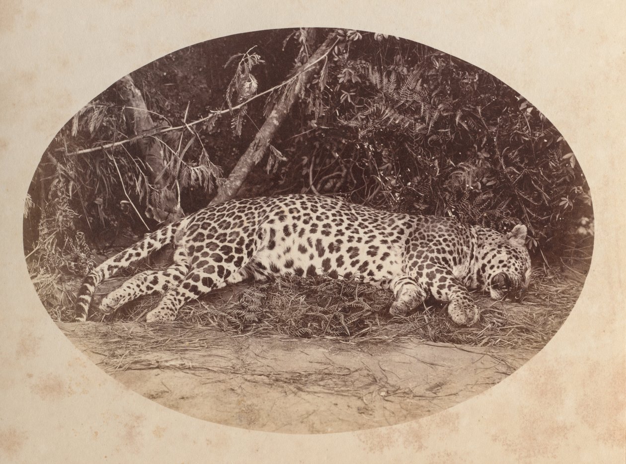 Død Leopard af Unknown artist