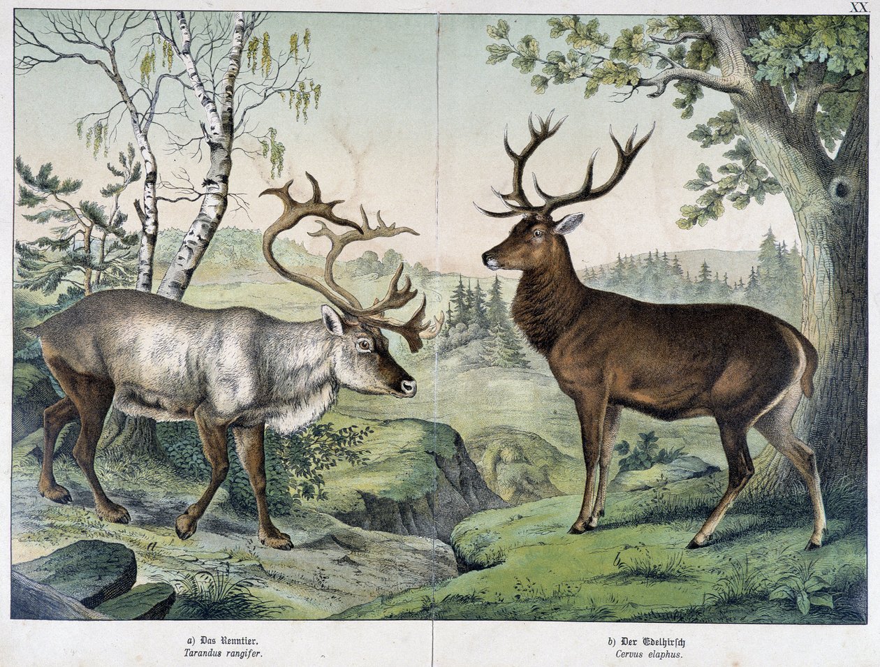Hjorte - i "Natural History of Pattedyr", red. Schreiber af Unknown artist