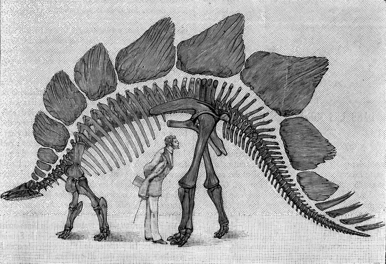 Dinosaurskelet: "" Stegosaurus ungulatus"", marts. Upper Jurassic of the Rocky Mountains. Gengivelse af tegningen meddelt af Mr. March til Albert Gaudry fra Instituttet. Indgravering i "" La Nature: revue des sciences et de leurs applications aux af Unknown artist