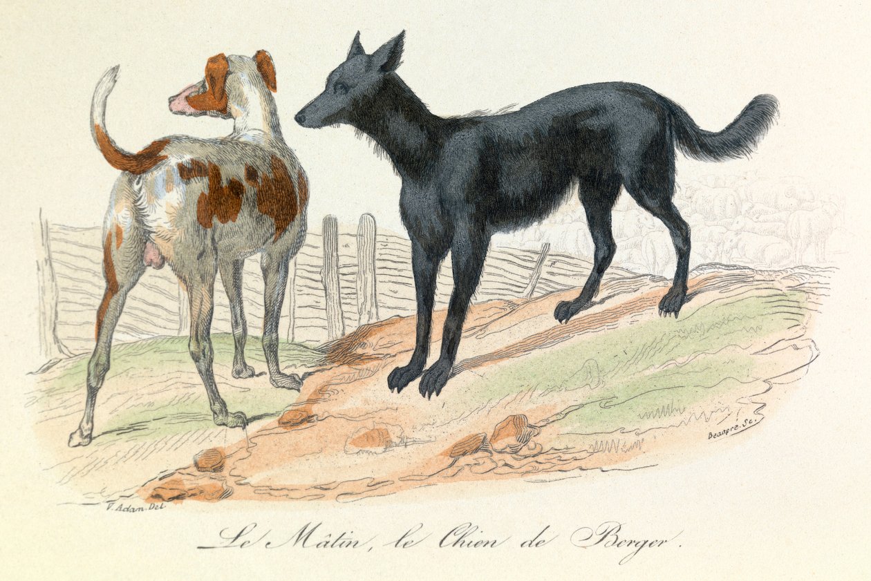 Hund og Matin, to dyr klassificeret af Linneene og Cuvier (kobberstik) af Unknown artist