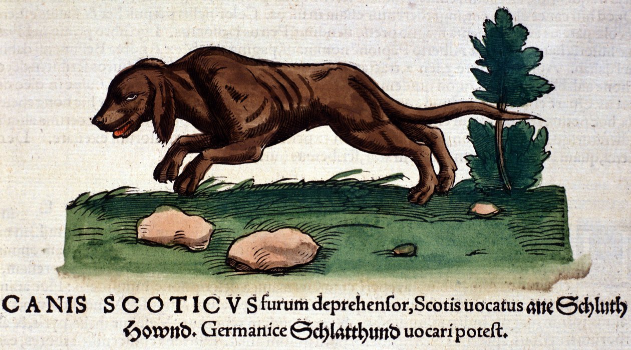 Hund fra Historia Animalium af Conrad Gesner, Tiguri 1560. Biblioteca nazionale Braidense. Milano af Unknown artist