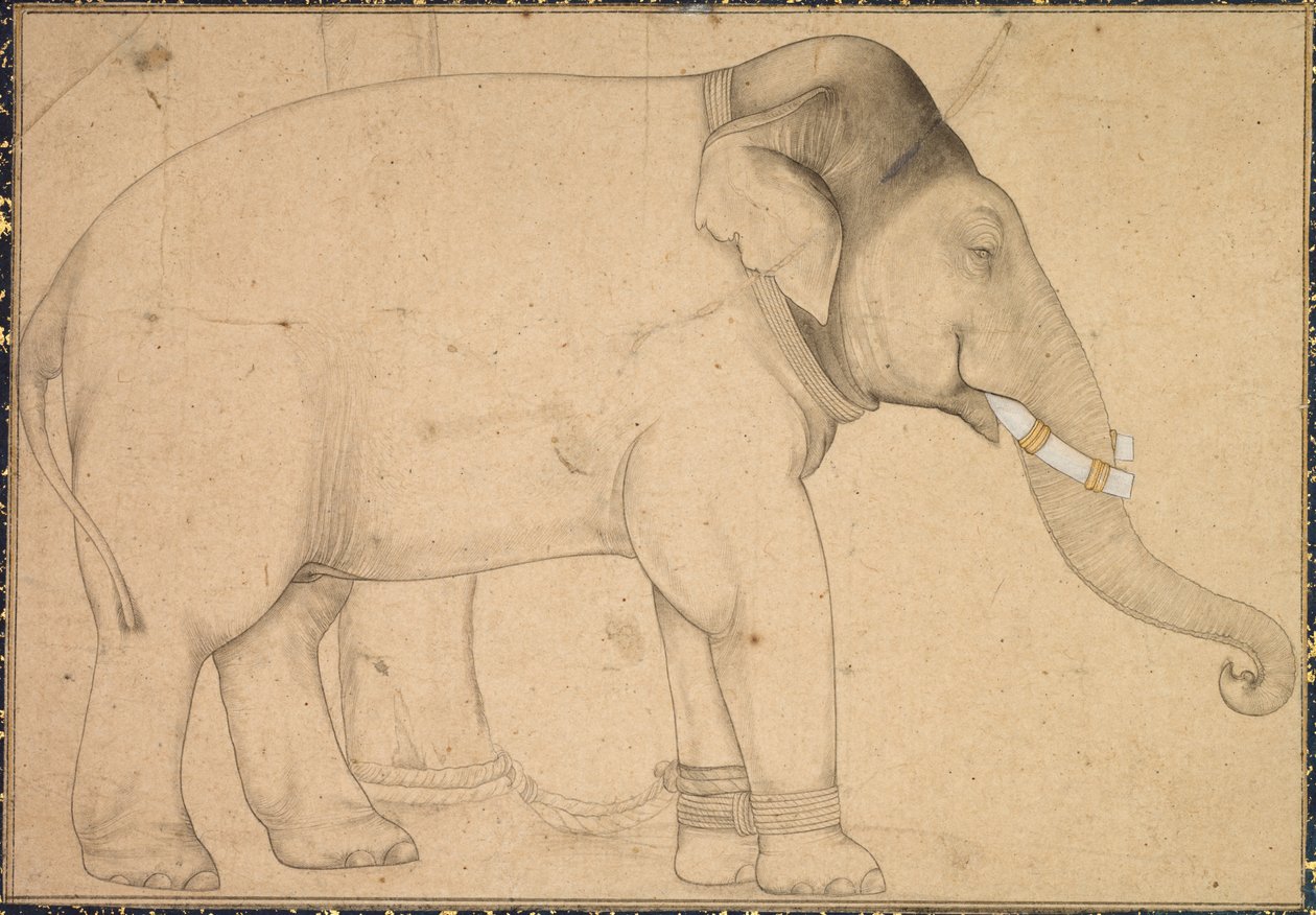 Tegning af en elefant af Unknown artist