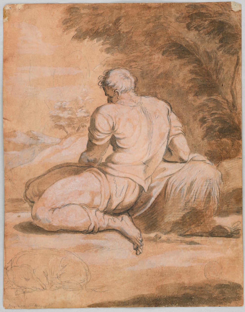 Tegnestudie: Narcissus (?) af Unknown artist