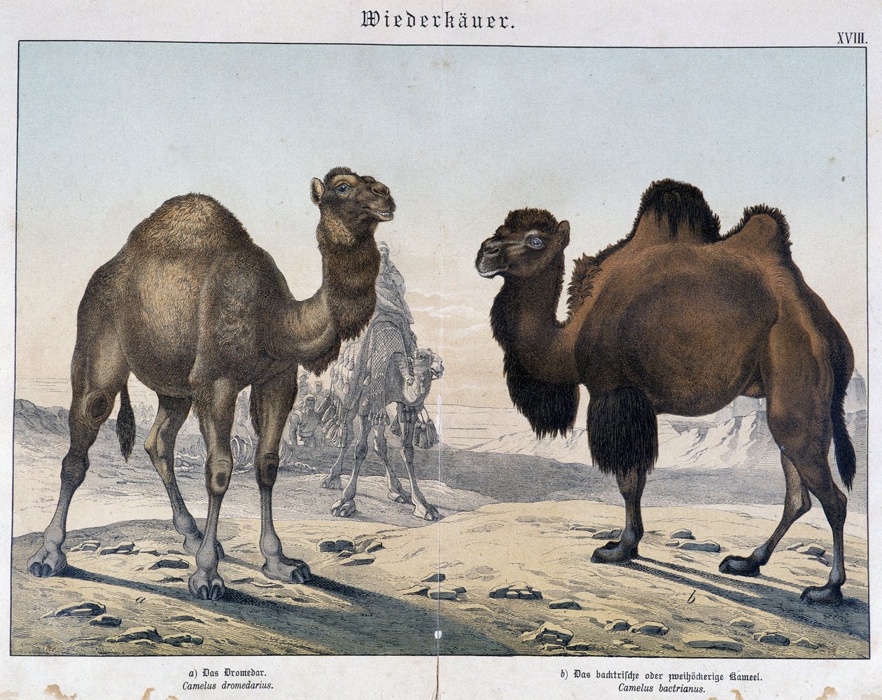 Dromedar og kamel - i "" Natural historier of pattedyr", red. Shreiber, München af Unknown artist