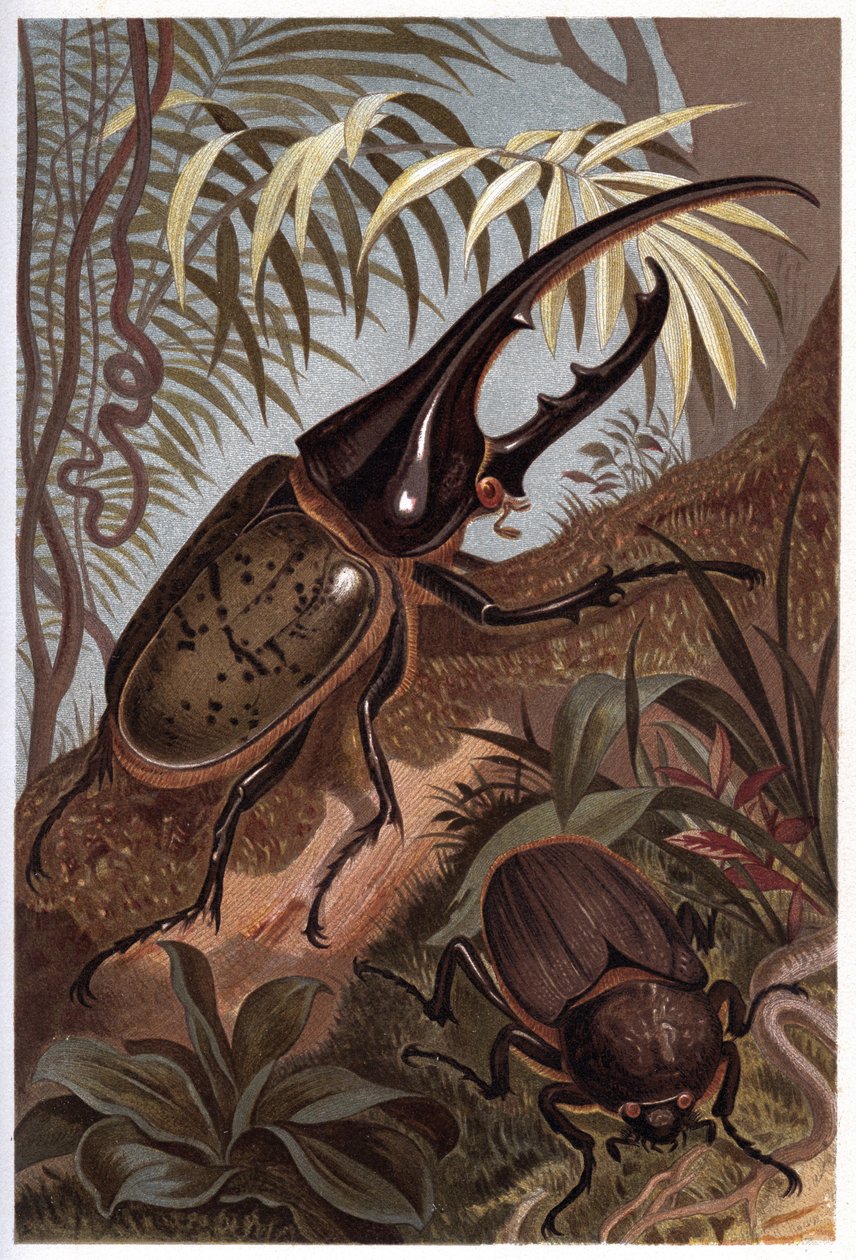 Dynastes hercules, scarabee næsehorn - Hercules billen af Unknown artist