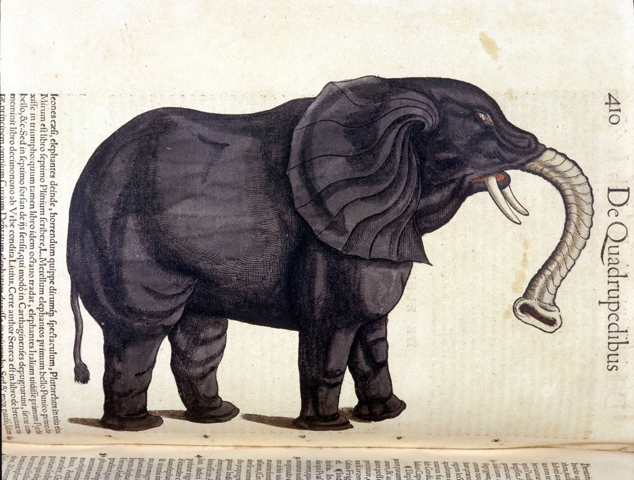 Elefant fra Historia Animalium af Conrad Gesner, Tiguri 1560. Biblioteca nazionale Braidense. Milano af Unknown artist
