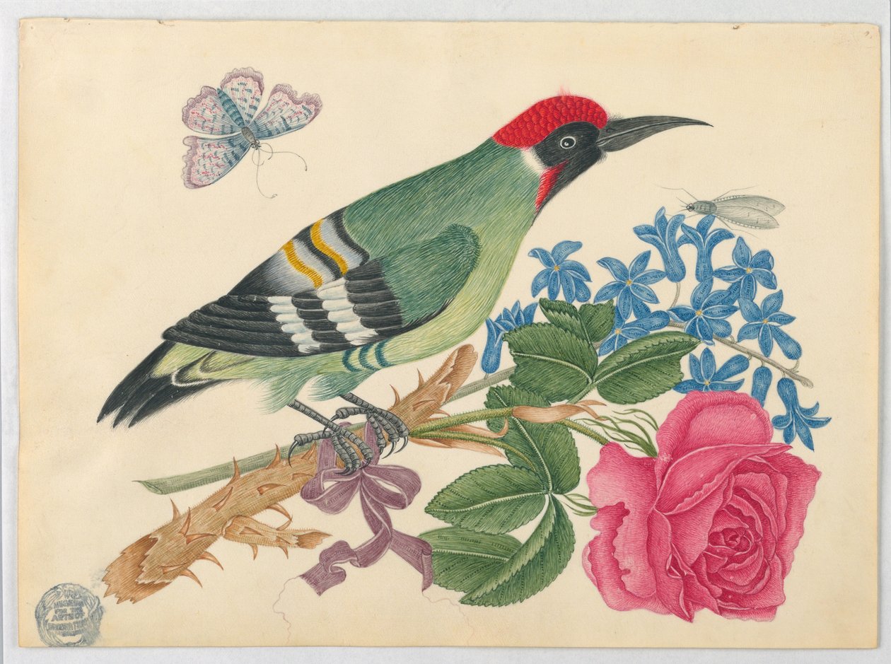 Europæisk grøn spætte på gren med rose og forglemmigej af Unknown artist