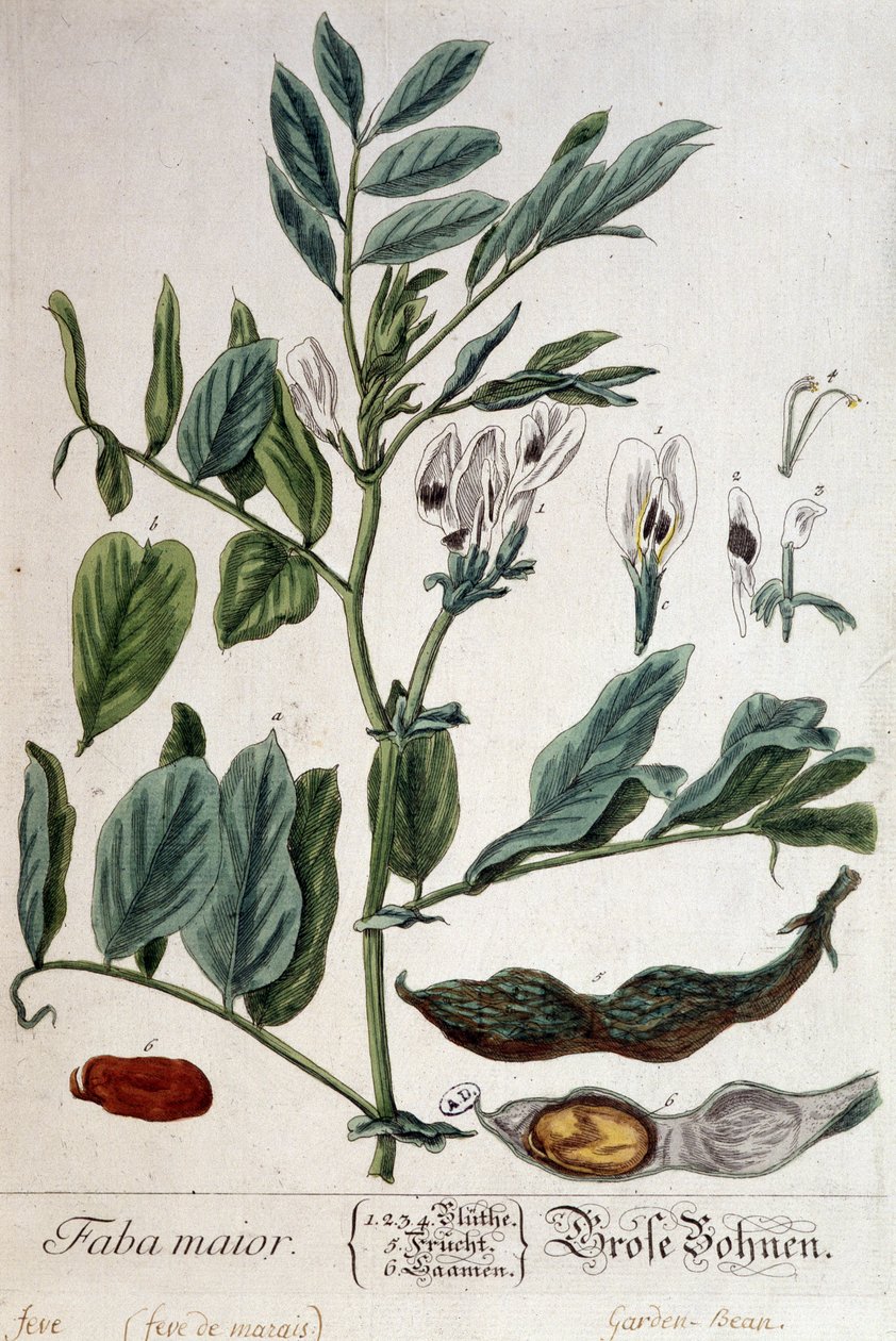 Faba Major (marsh feve) - botanisk tavle af Unknown artist