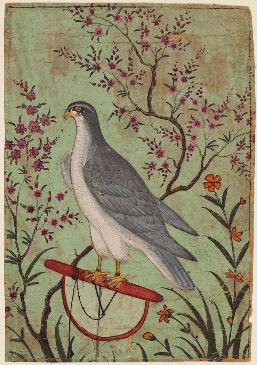 Falk på aborre af Unknown artist
