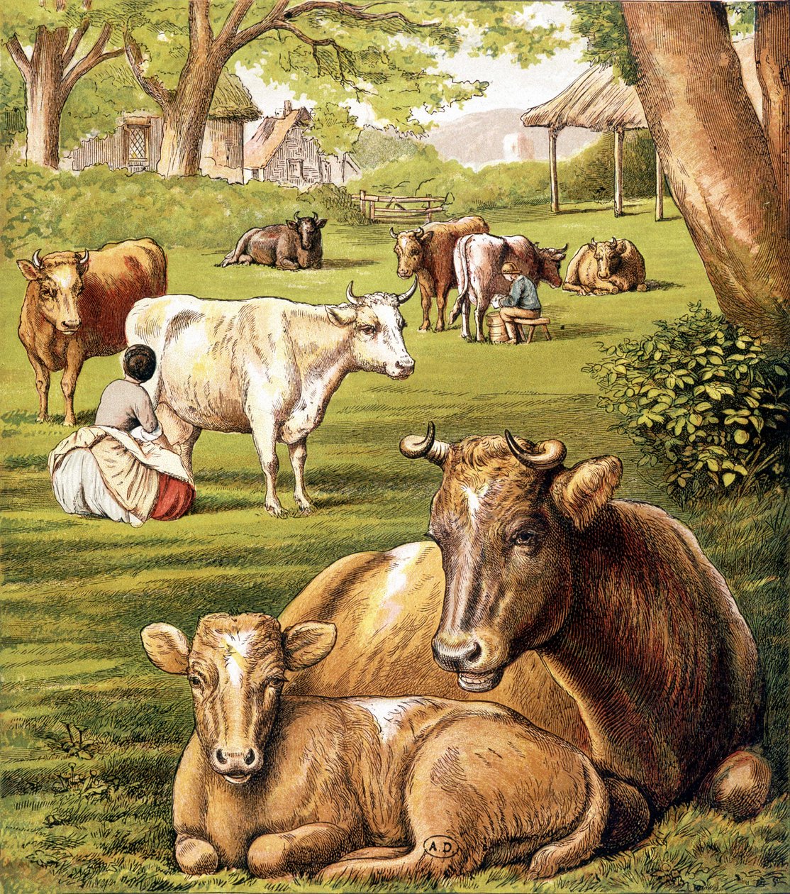 Landmænd, der trækker mælk. 19. århundrede. af Unknown artist