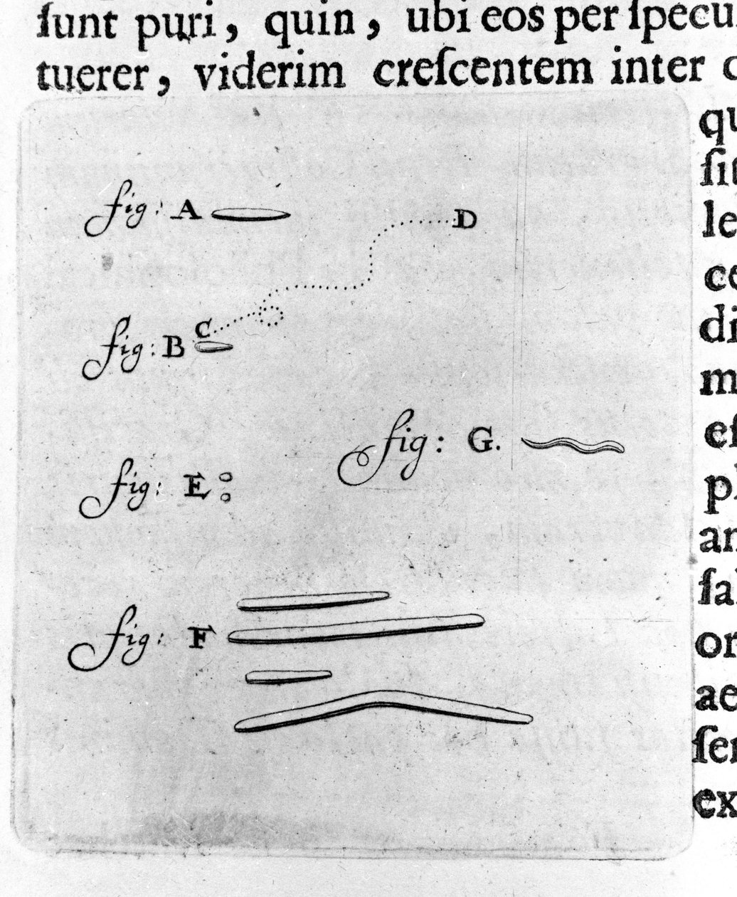 Første repræsentation af bakterier Beskrivelse af den hollandske handelsmand og videnskabsmand Antoine van Leeuwenhoek (eller Leeuvenhoek Leeuwenhoeck) (eller Antoni eller Anthonie) (1632-1723) efter en undersøgelse af bakterier i hans mund. Indgravering f af Unknown artist