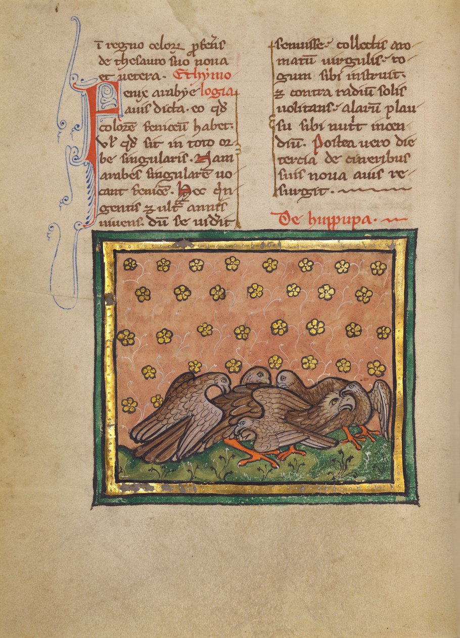 Fem fugle (hoopoe) plukker fjerene af en anden fugl af Unknown artist