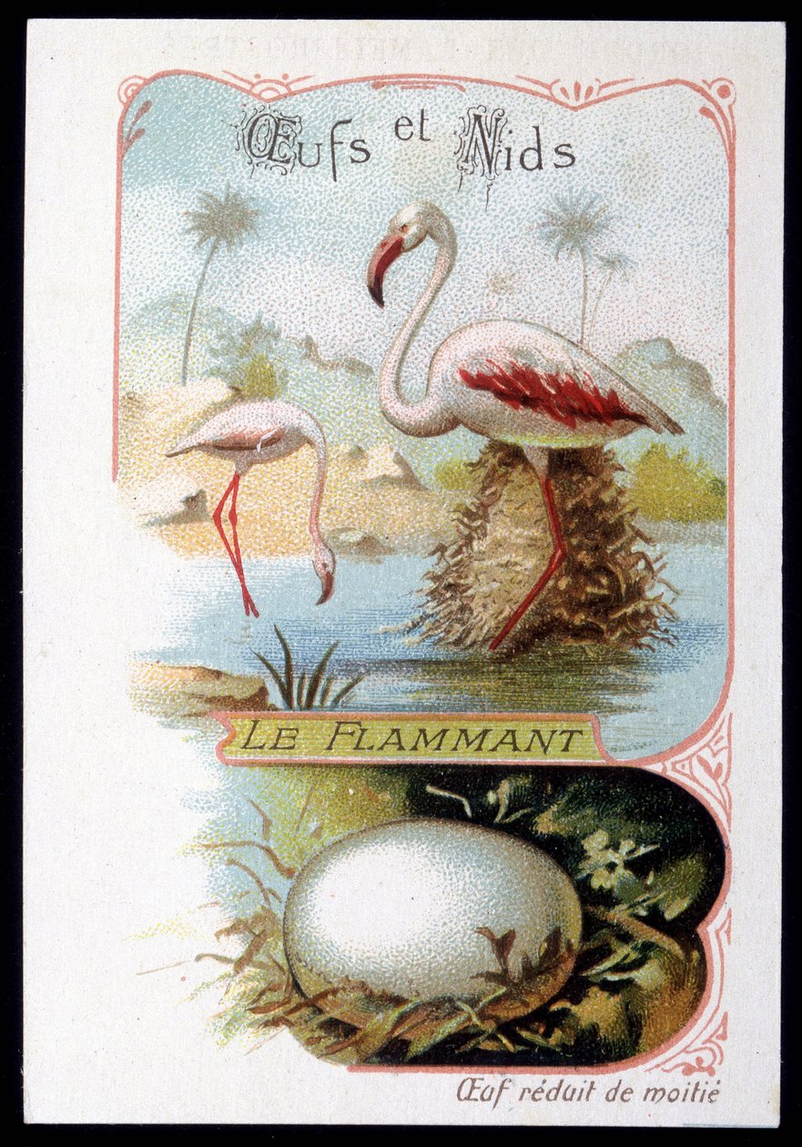 Flamingo - Æg og reder. 1800-tallets kromolitografi. af Unknown artist