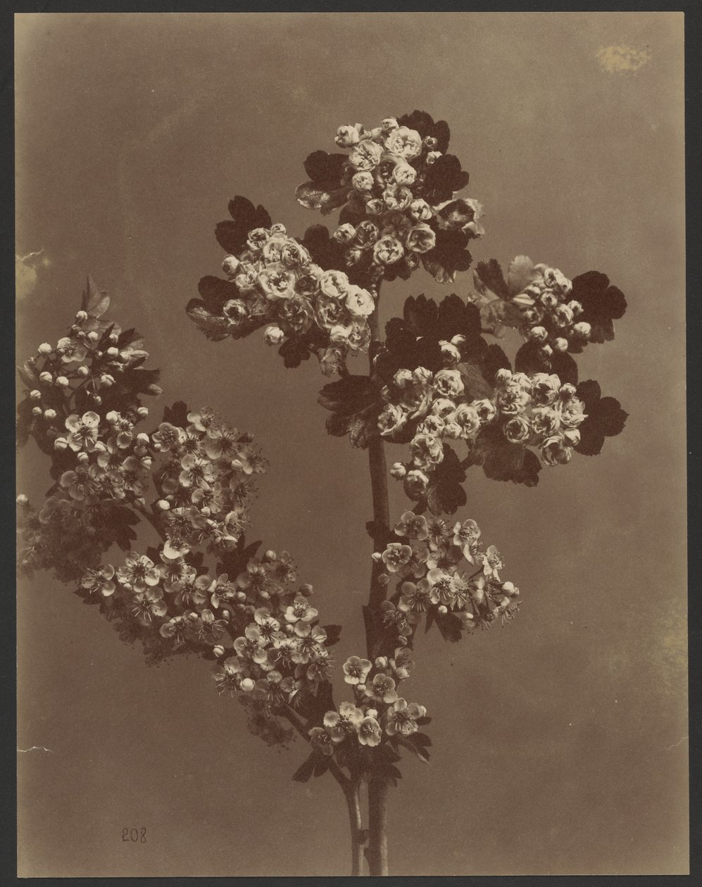 [Blomsterstudie med flere blomsterklaser]. af Unknown artist