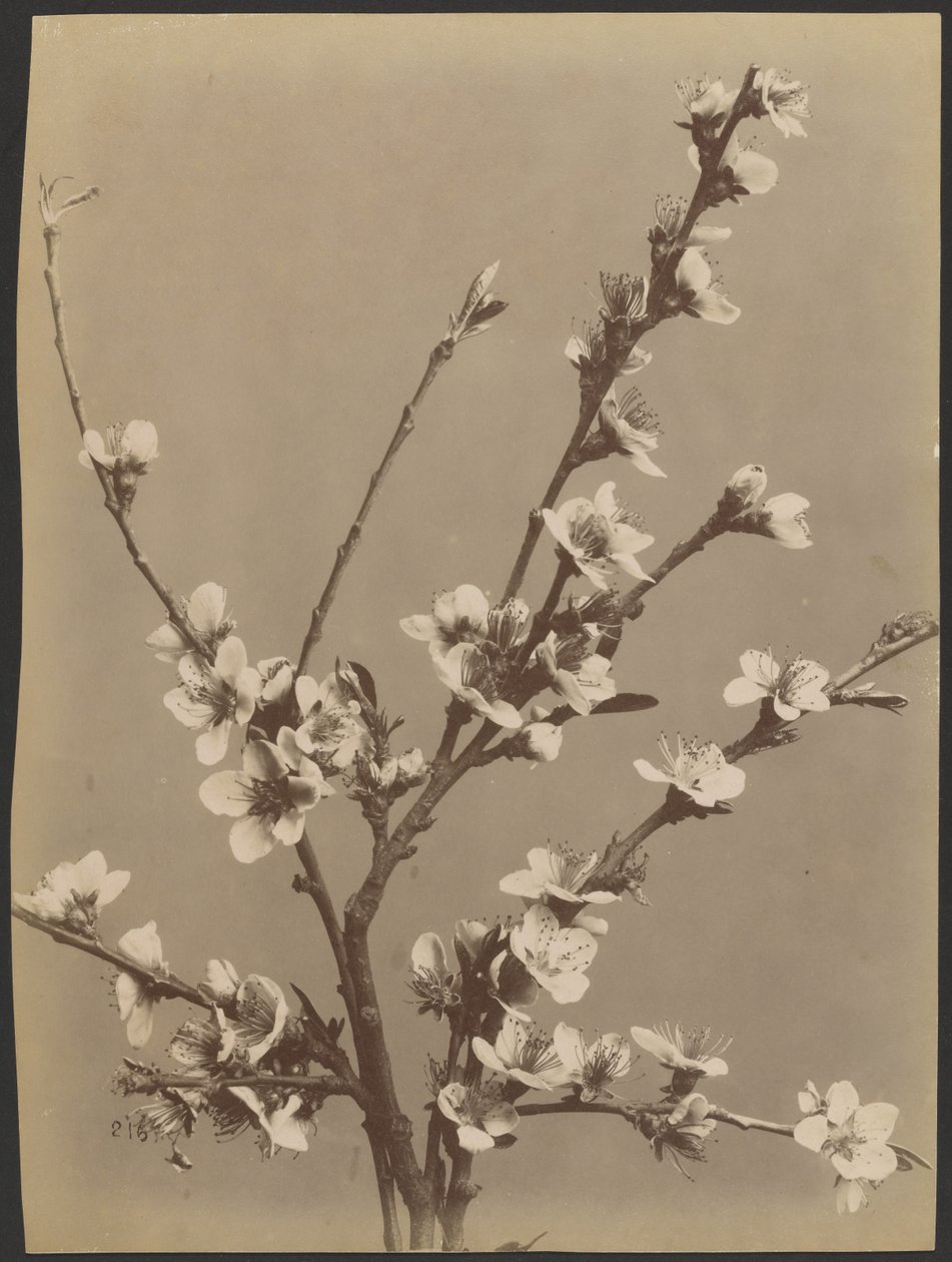 [Blomsterstudie med små hvide blomster]. af Unknown artist