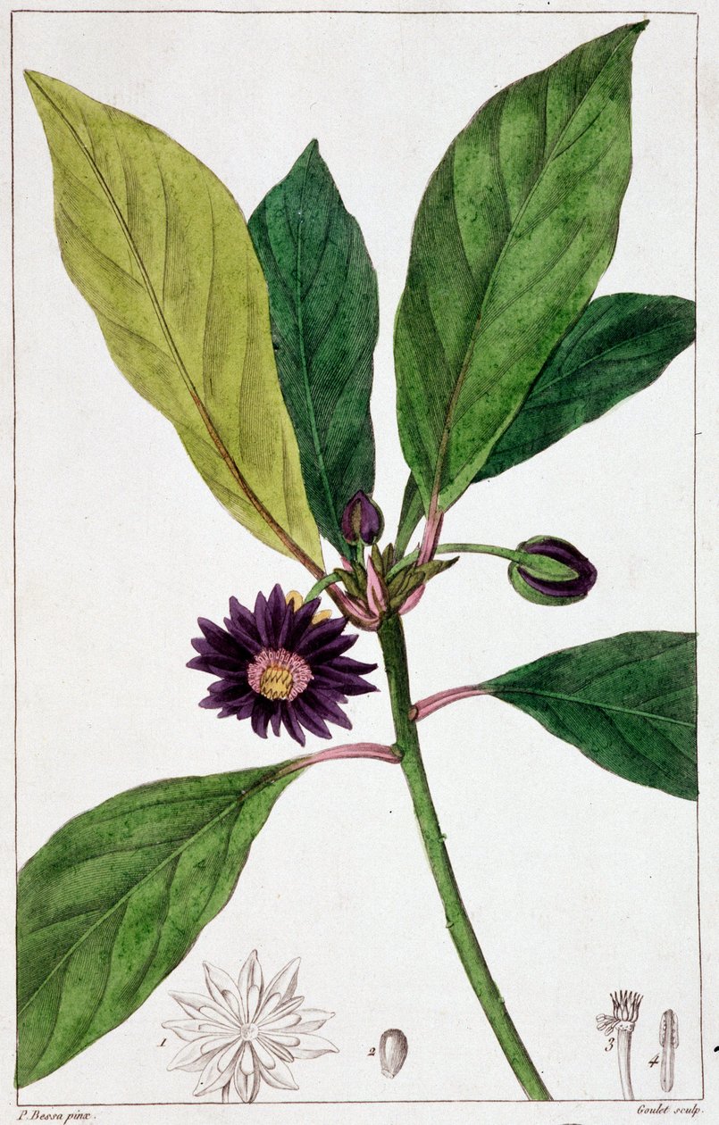 Florida Badiane - botanisk bestyrelse af Unknown artist