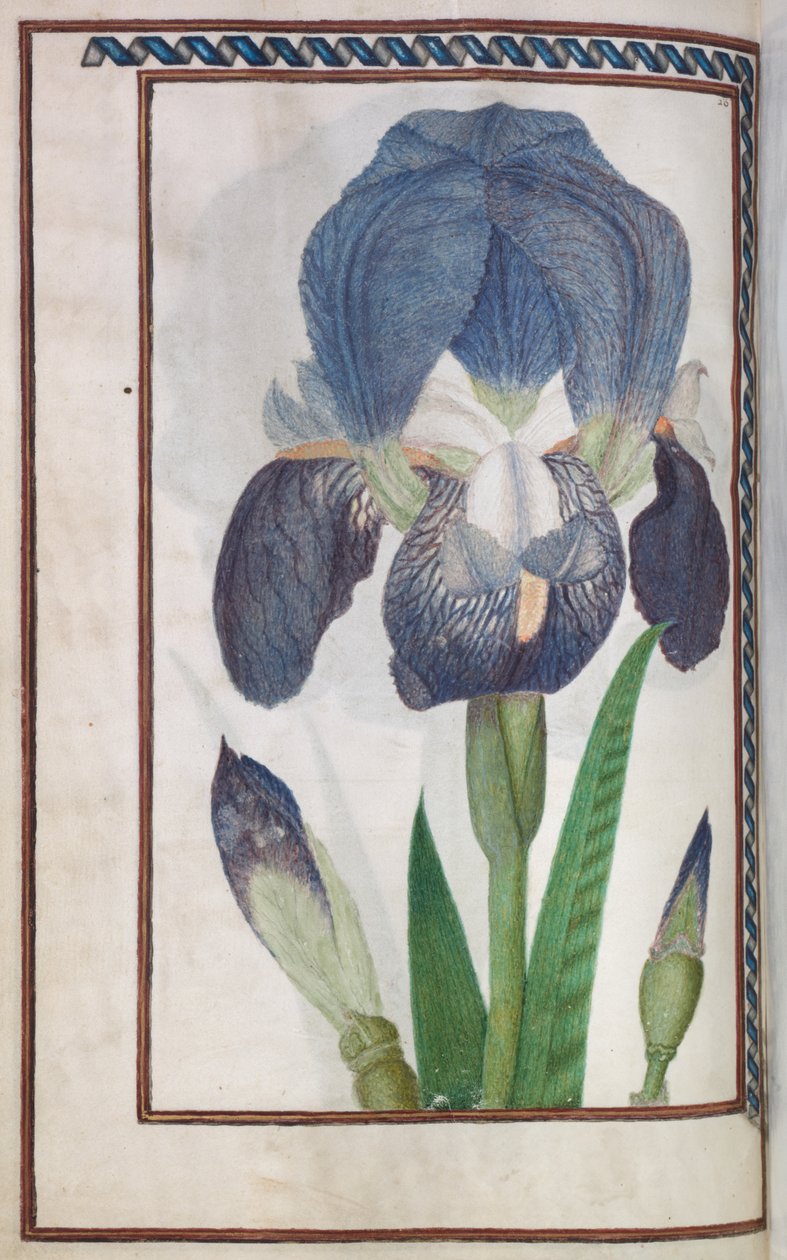 Florilegium: (side 14 verso) blå og hvid iris af Unknown artist