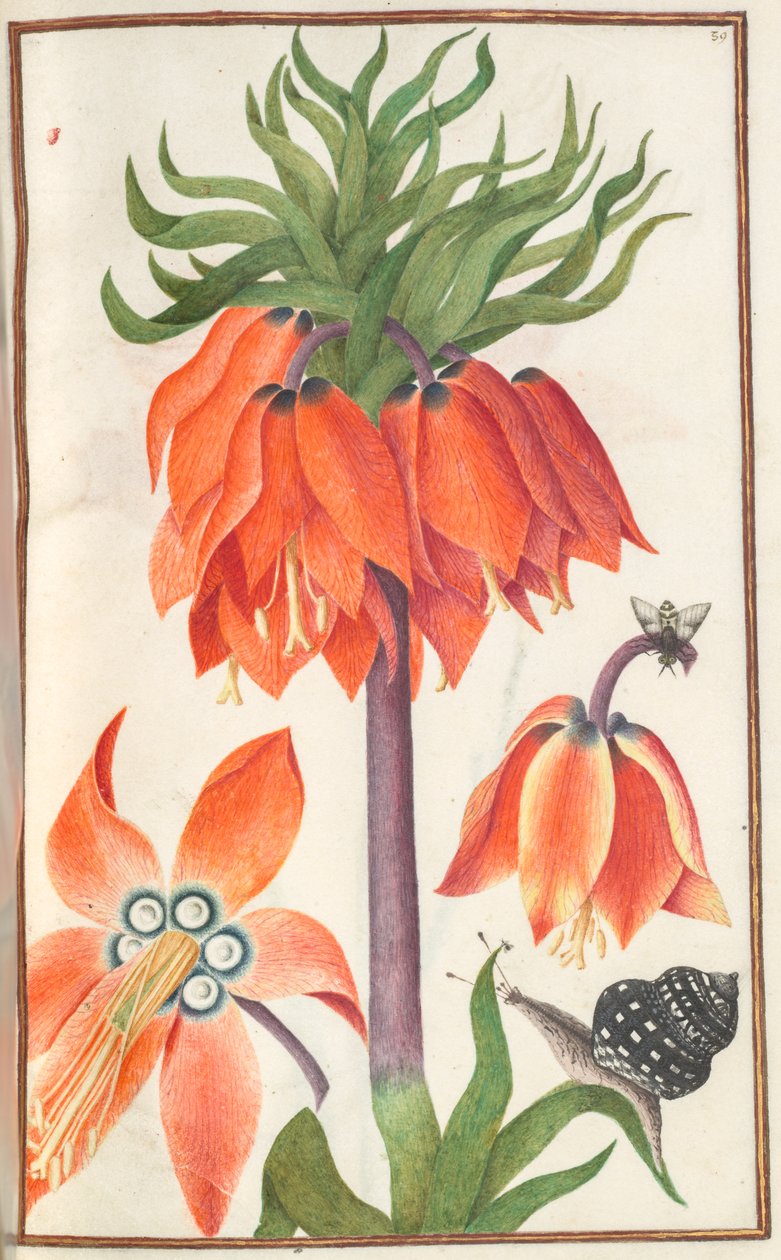 Florilegium: (side 19 recto) orange fritillaria imperialis (kejserlig krone) af Unknown artist