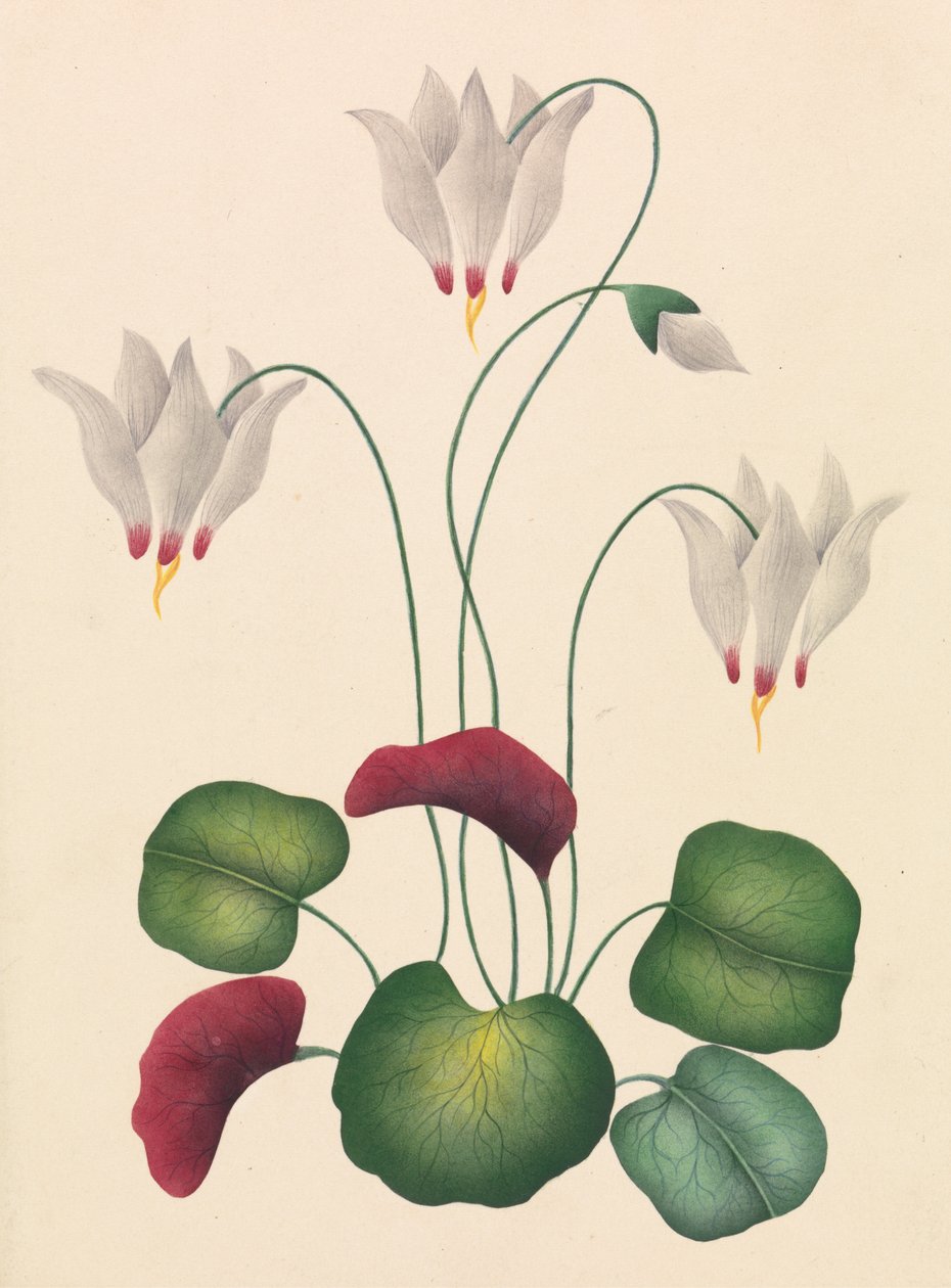 Blomst med tre blomster af Unknown artist