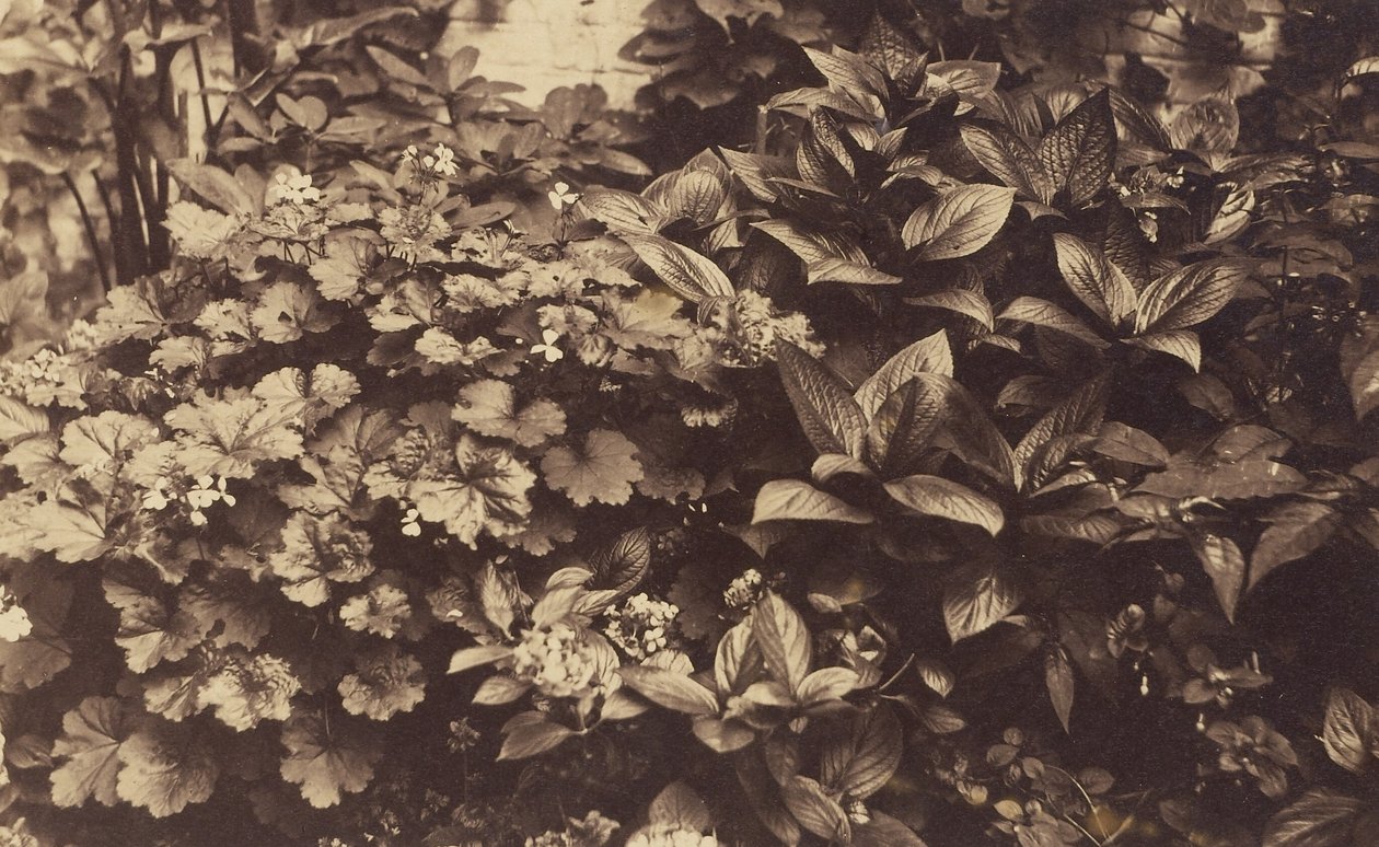 [Blomster og blade] af Unknown artist