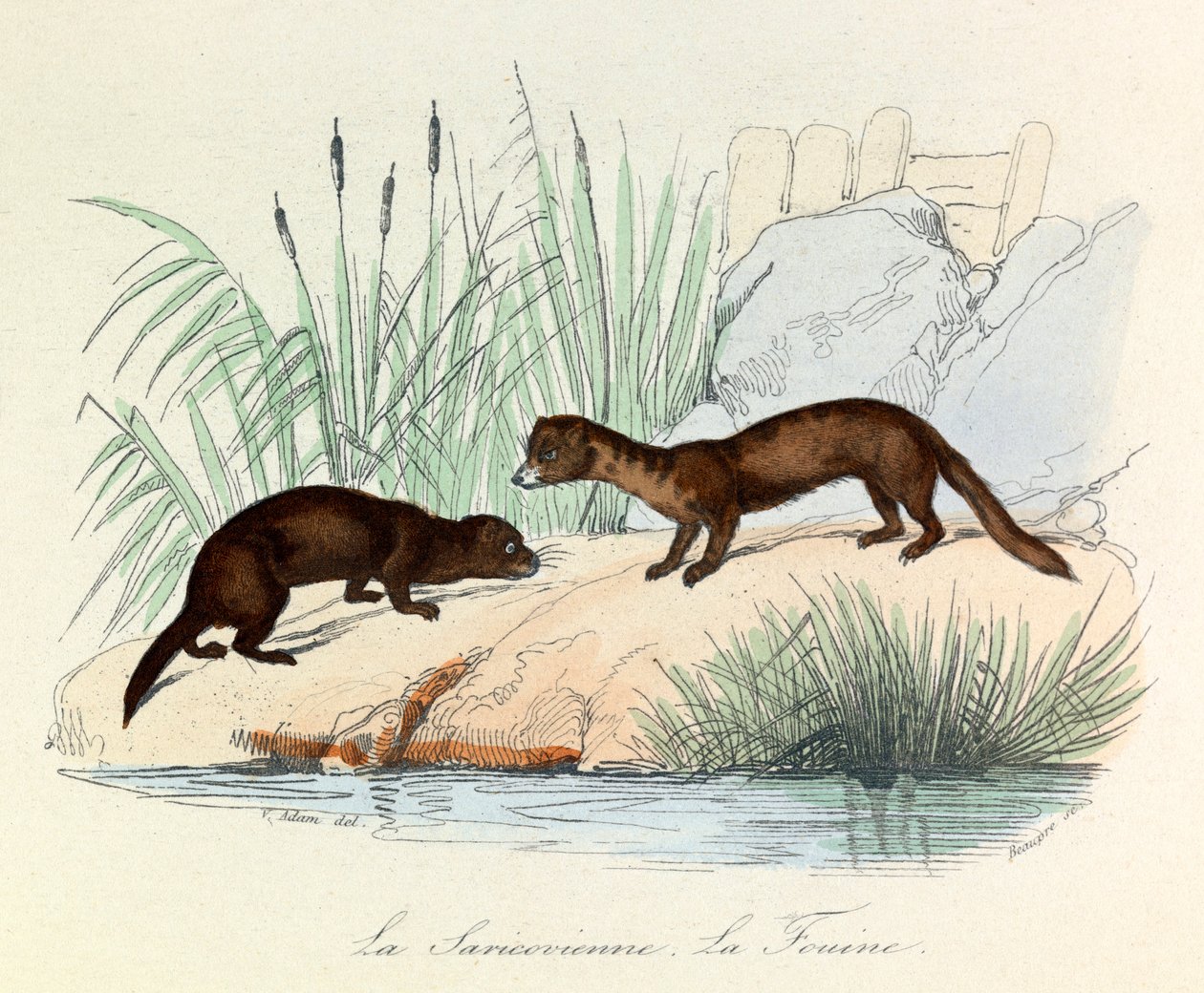 Fouine og Saricovienne klassificeret af Linneene og Cuvier i "Completes de Buffon" (kobberstik) af Unknown artist