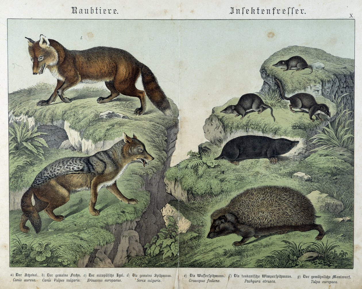 Ræv, sølvræv, spidsmus, muldvarp og pindsvin - i "" Naturhistorier om pattedyr", red. Schreiber af Unknown artist