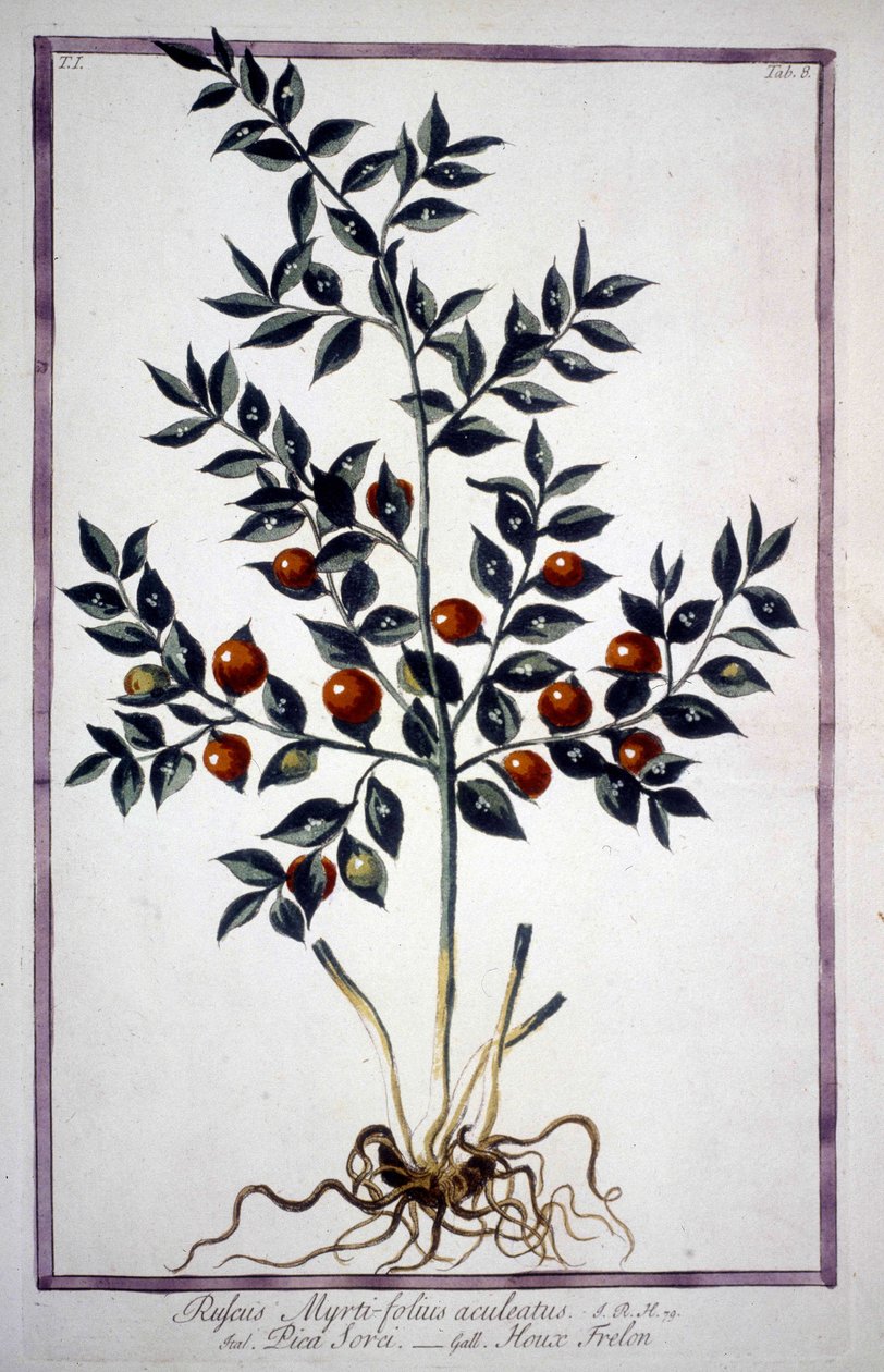 Fragon Falsk Holly eller Small Holly (Ruscus) i et herbarium fra det 19. århundrede. af Unknown artist