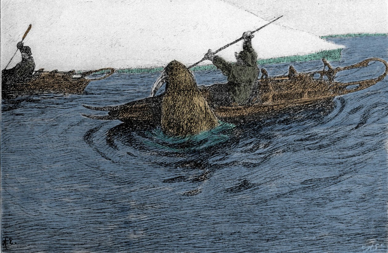 Fridtjof Nansen (1861-1930), norsk opdagelsesrejsende, angrebet af en hvalros under ekspeditionen på Nordpolen i 1896. Han bærer Schlitten på kajakken. Indgravering af det 19. århundrede. af Unknown artist