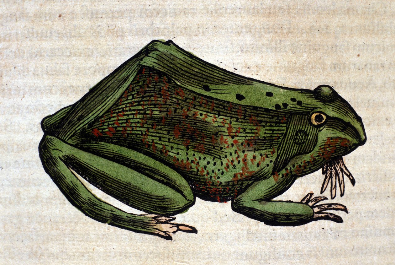 Frø fra Historia Animalium af Conrad Gesner, Tiguri 1560. Biblioteca nazionale Braidense. Milano af Unknown artist