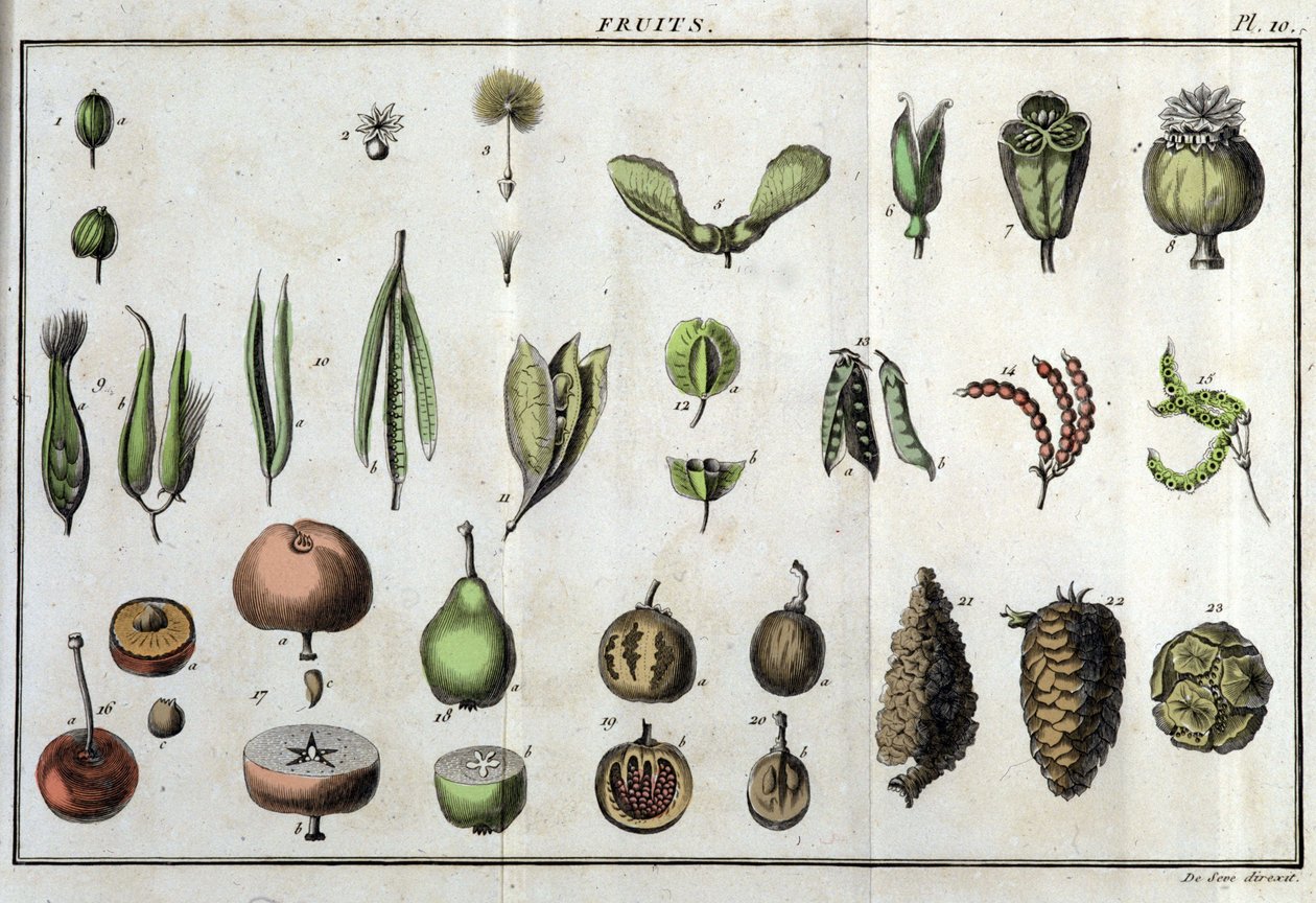 Frugter: i "" Flora Françoise, eller en kort beskrivelse af alle de planter, der vokser naturligt i Frankrig, arrangeret efter en ny analysemetode, hvortil citatet af deres mindst tvetydige dyder inden for medicin og deres anvendelighed i kunsten" af af Unknown artist