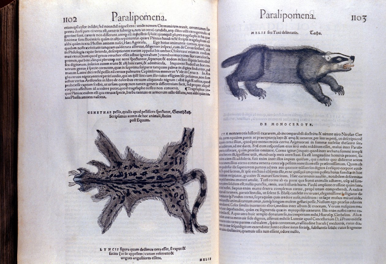 Pelsdyr - i Historia Animalium af Conrad Gesner (1516 - 1565), Tiguri af Unknown artist