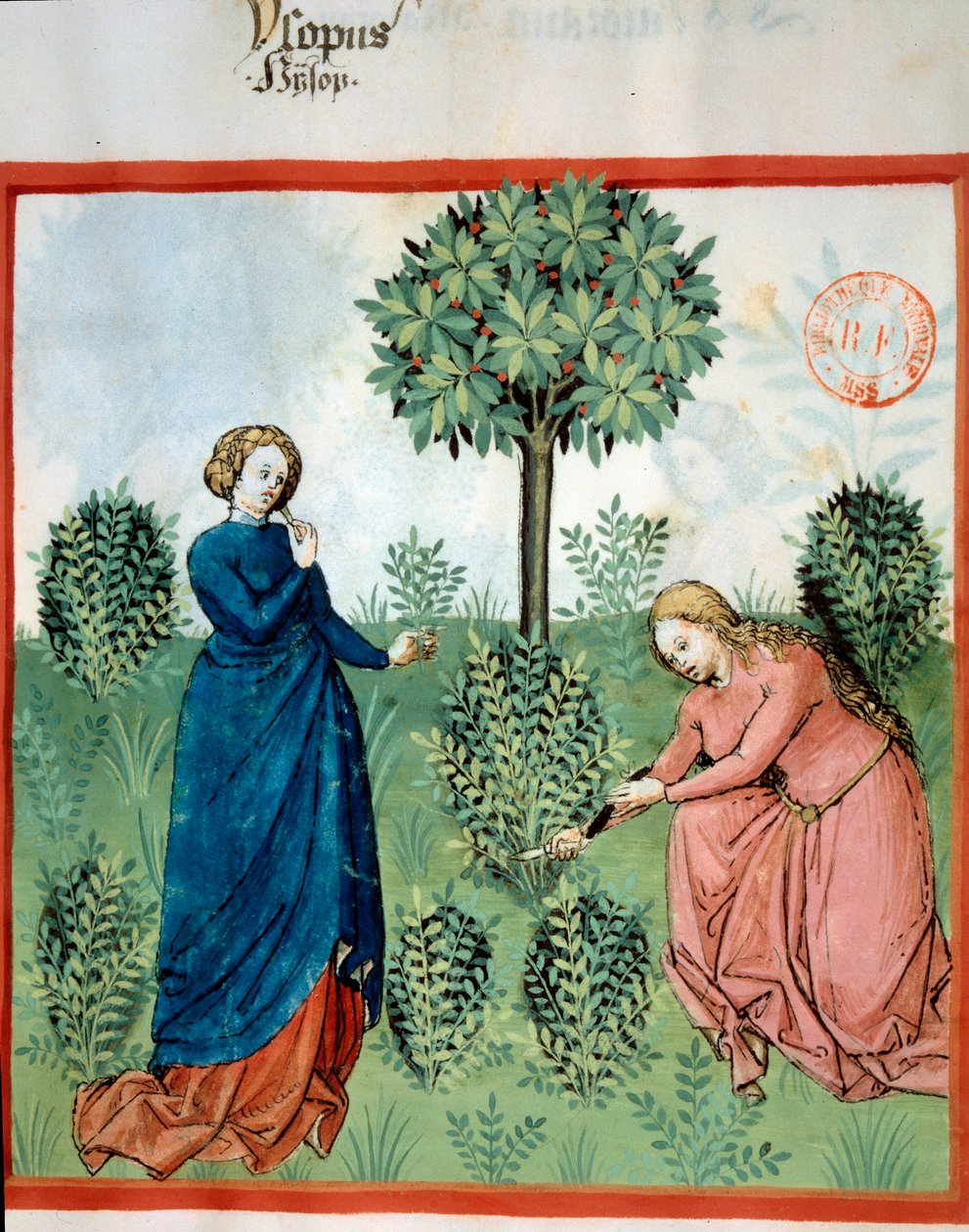 Hent isop. To kvinder skærer grene af isop (medicinsk og aromatisk plante). Miniature i "" Tacuinum sanitatis. Taqwim es siha” (Folio 30), skrevet af Ibn Butlan, v.1445-1451. Paris, BN. af Unknown artist