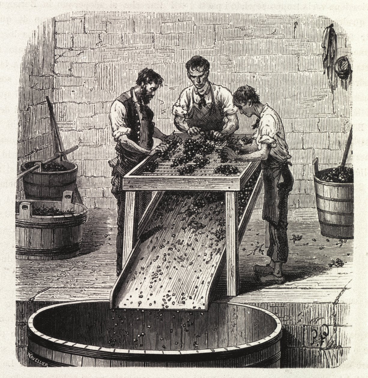 Sortering af druerne på et gitter under processen med at lave vinen af overlegen kvalitet fra Bourgogne. Stik fra slutningen af 1800-tallet af Unknown artist