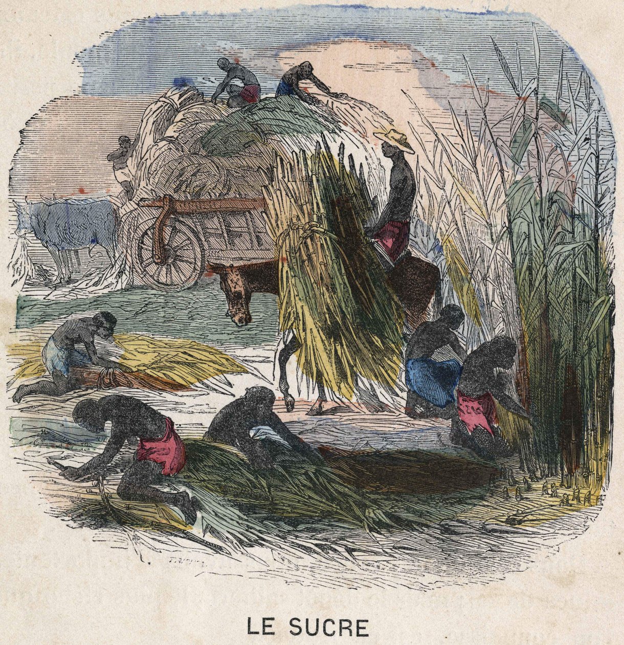 Høst sukkerrør i Vestindien. 1800-tals illustration. Bianchetti samling. af Unknown artist