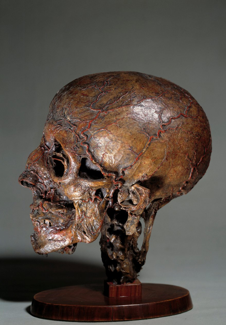 Menneskeligt anatomisk hoved fremstillet ved hjælp af voksinjektioner. 1700-tallets privatsamling af Unknown artist